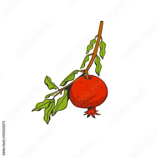 Fototapeta Hand drawn abstract vector graphic illustration collection with stylized pomegranate branch fruit in cartoon drawing style.Trendy modern juicy fruit design concept.Vector line fruit symbol icon.