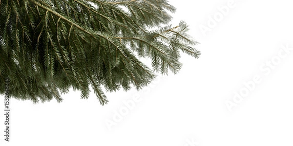 Fototapeta pine tree branches isolated on white background