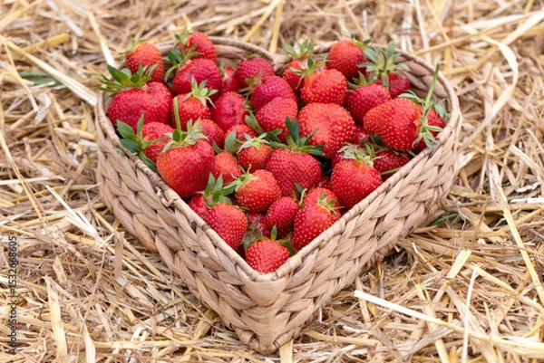 Fototapeta Erdbeeren in Herzform im Korb und Stroh.