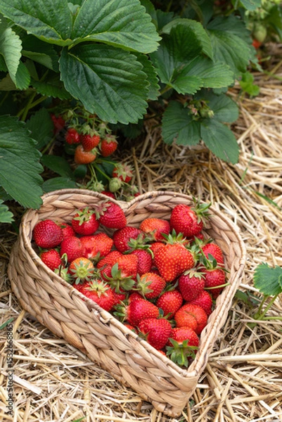 Fototapeta Erdbeeren in Herzform im Korb am Erdbeerfeld mit Stroh.