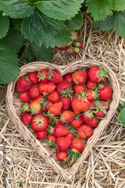 Fototapeta Erdbeeren in Herzform im Korb am Erdbeerfeld mit Stroh.