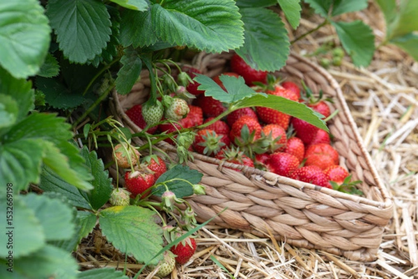 Fototapeta Erdbeeren in Herzform im Korb am Erdbeerfeld mit Stroh.