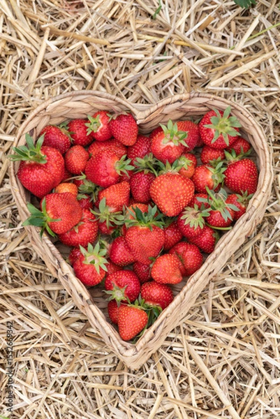 Fototapeta Erdbeeren in Herzform im Korb am Erdbeerfeld mit Stroh.