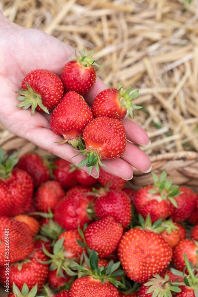 Fototapeta Erdbeeren in Herzform im Korb und auf der Hand.
