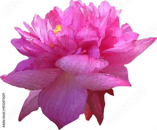 Obraz lotus pink flower blooming6