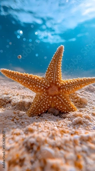 Fototapeta A starfish lying on the sandy ocean floor