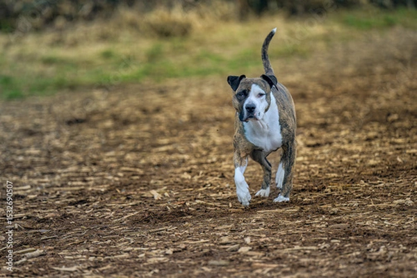 Fototapeta 2025-03-02 A BROWN AND WHITE PITBULL DOG RUNNING DOWN A PATH WITH NICE EYES AND ITS FRONT PAW OFF THE GROUND AT THE OFF LEASH DOG AREA AT MARYMOOR PARK IN REDMOND WASHINGTON