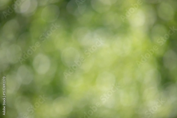 Fototapeta The image is a blurry green background with a few green leaves