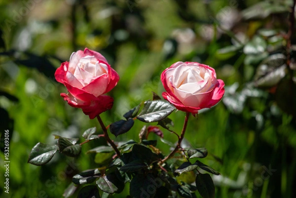 Fototapeta Two roses are in a field of green grass
