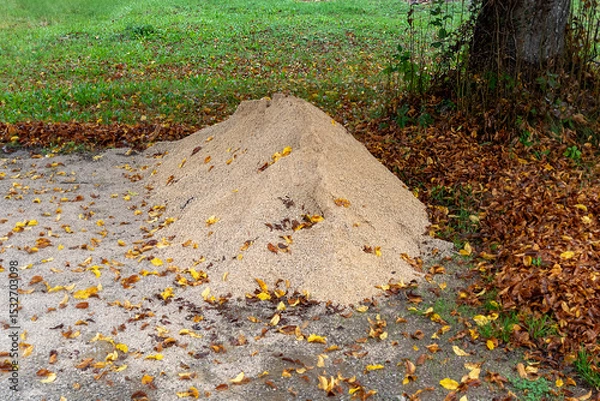 Obraz Pile of sand on the ground inside forest with dry leaves
