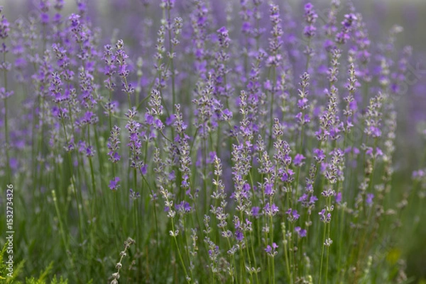 Obraz Blooming lavender in the garden
