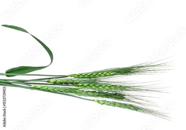 Fototapeta Ears of barley isolated on white background, top view