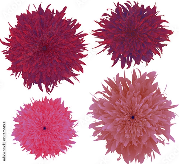 Fototapeta A vibrant collection of four stylized chrysanthemum blossoms, showcasing a stunning array of deep crimson and soft pink hues, perfect for various design applications.