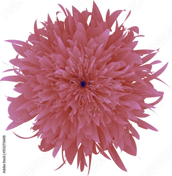 Fototapeta A Striking Image of a Vivid Pink,  Textured Flower with Delicate, Spiky Petals  