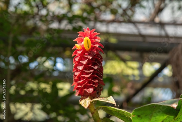 Obraz red and yellow flower