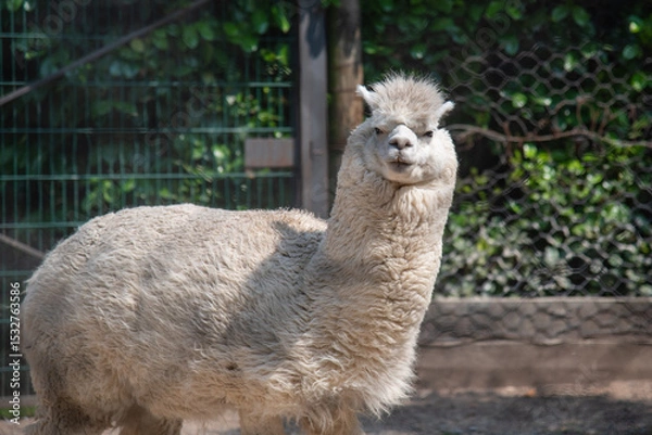 Obraz alpaca in the zoo