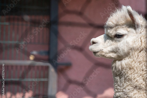 Obraz close up of a white alpaca