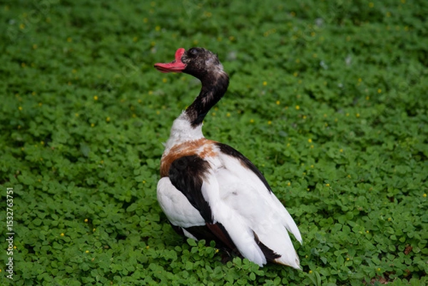 Obraz duck on the grass