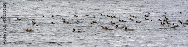 Obraz Enten
