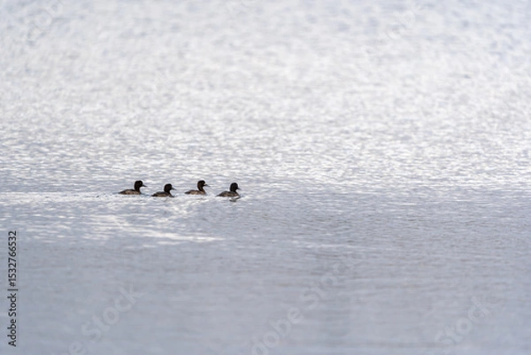 Obraz Enten
