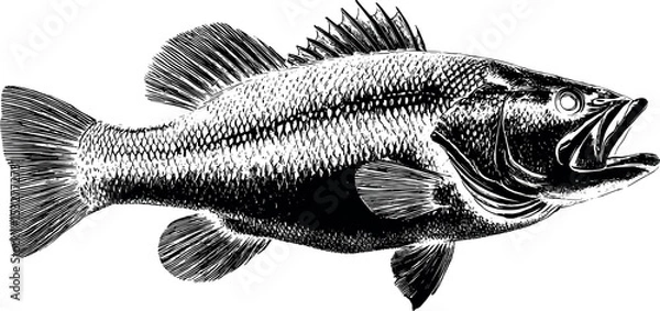 Obraz Detailed Black Silhouette Illustration of Largemouth Bass Fish with Scales and Fins Engraving Style. Largemouth Bass Vector