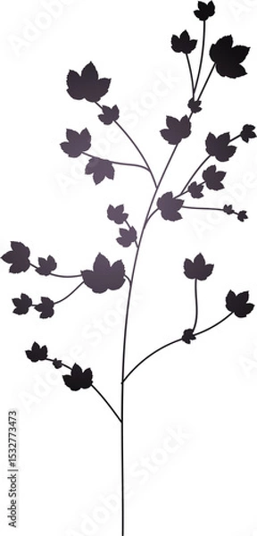 Obraz Botanical silhouette is showing slender branch with lobed leaves in vector, transparent background