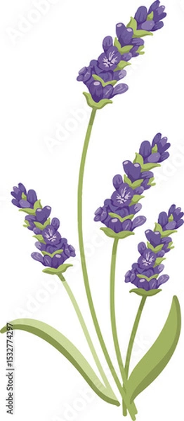 Obraz Showing lavender stems bearing purple buds and green leaves in flat design, transparent background