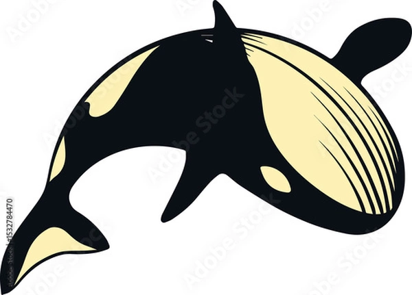 Fototapeta Orca whale flat vector art is swimming on transparent background, showing dorsal fin, striped head