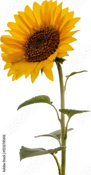 Fototapeta Showing flat design sunflower blooming with brown disk and yellow petals on transparent canvas
