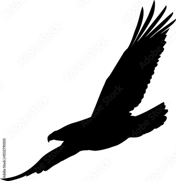 Obraz Flat vector silhouette is showing raptor spreading wings with forked tail on transparent backdrop