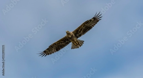 Fototapeta Bird of prey soaring in a clear sky