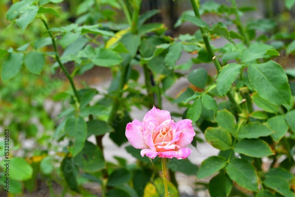 Fototapeta 秋に咲くバラの花