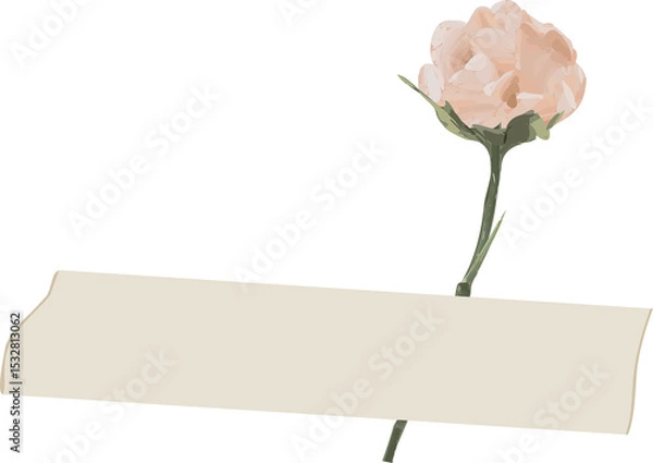 Fototapeta Flat cream banner is floating on green stem holding pink peony, transparent background, copy space