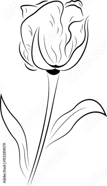 Fototapeta Line art illustration of tulip flower is showing bloom with stem and leaves, transparent background