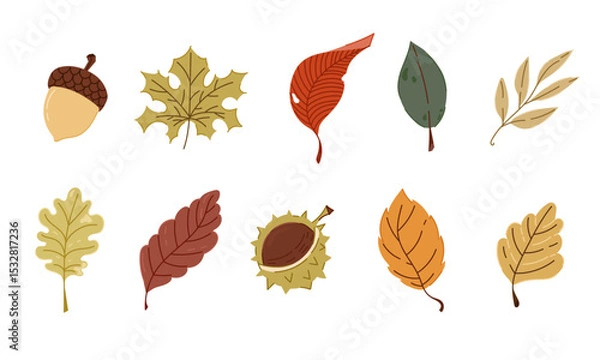 Fototapeta HandDrawn Autumn Leaves and Nuts Collection on isolated White