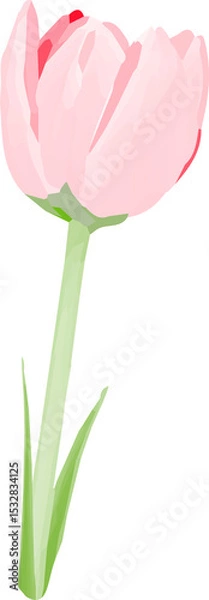 Fototapeta Pink tulip flower is blooming in flat design illustration, subtle gradients, transparent backdrop