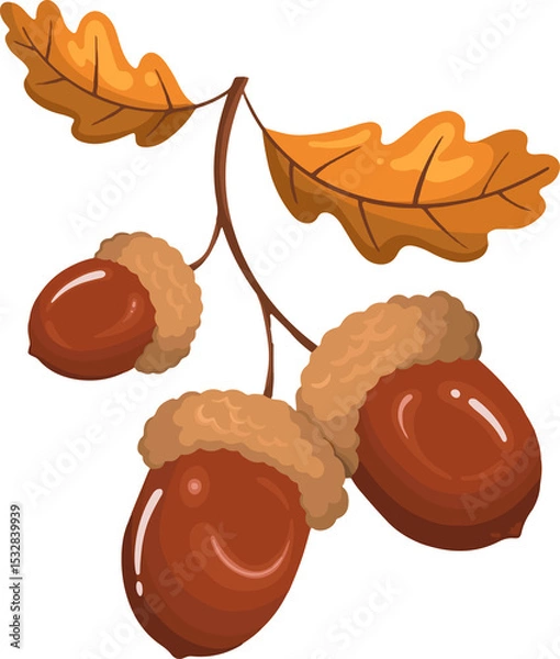 Fototapeta Cartoon-style three brown acorns are hanging from twig with orange leaves on transparent backdrop
