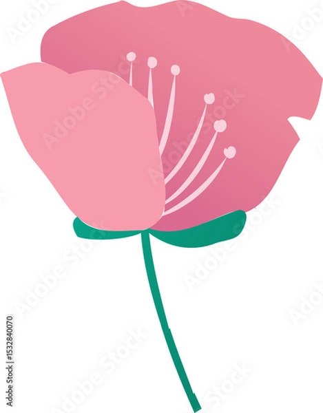 Fototapeta Stylized pink flower is floating on transparent background, showing petals, filaments and stem