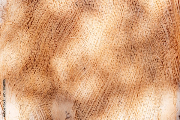 Fototapeta Top view of light palm bark texture dry decor with sunlight bokeh shadow overlay pattern. Summer beach aesthetic wallpaper in boho style design for sustainable fashion and beauty mockup template