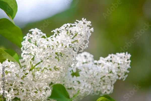 Fototapeta  A branch of blooming lilac