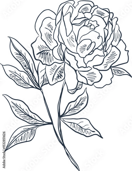 Fototapeta Peony illustration is showing monochrome line art on transparent background, with petals and leaves