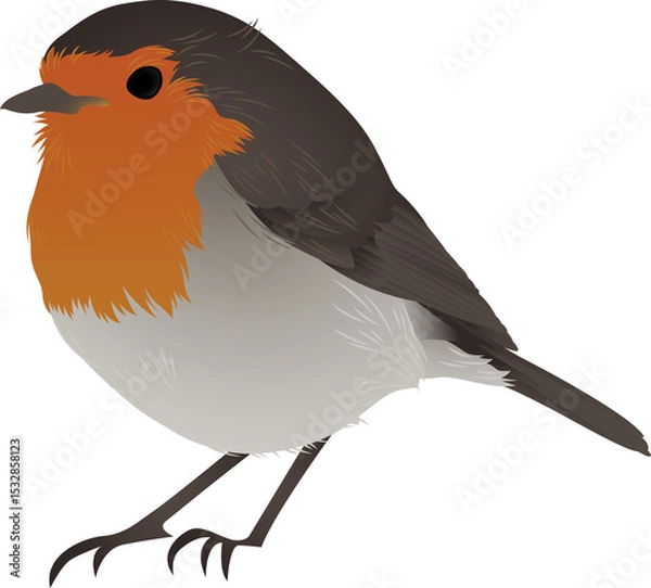 Fototapeta Rendering robin-like bird in flat vector with orange breast, grey belly and transparent background