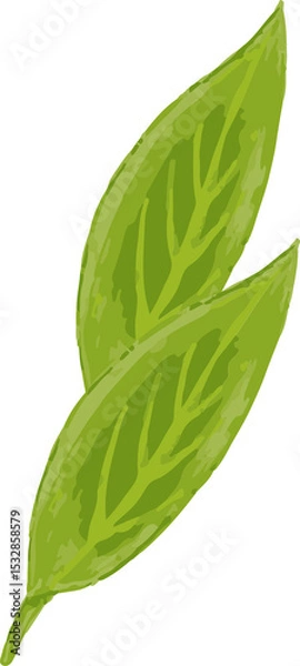 Obraz Two green leaves are overlapping in flat style, with vein pattern on transparent background