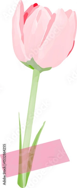 Fototapeta Stylized flat illustration is showing pink tulip standing on transparent background with pink tape