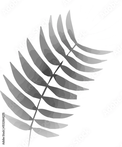 Fototapeta Grayscale fern leaf is showing in vector art with gradient shading on transparent background
