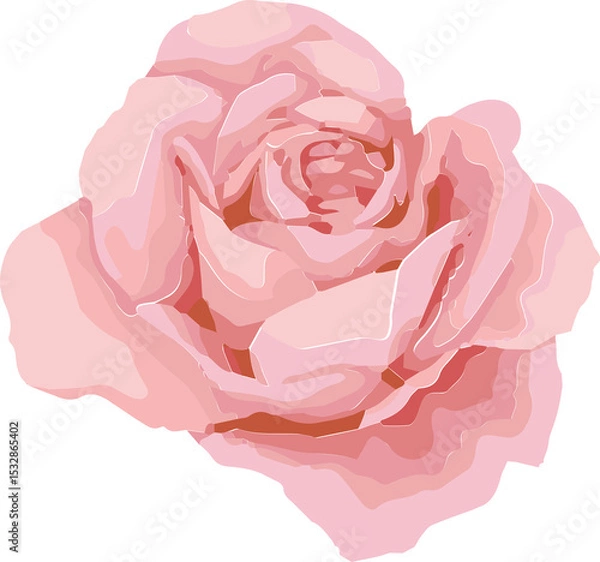 Fototapeta Pink rose bloom is floating, showing layered petals in flat vector design on transparent background