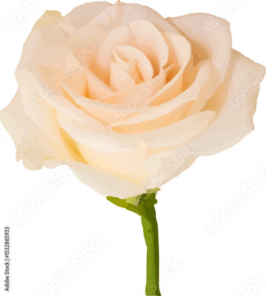 Fototapeta Realistic pale peach rose blossom is blooming on transparent background with slender green stem