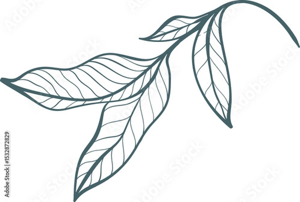 Obraz Minimal line art is showing five veined leaf outlines on curved stem on transparent background