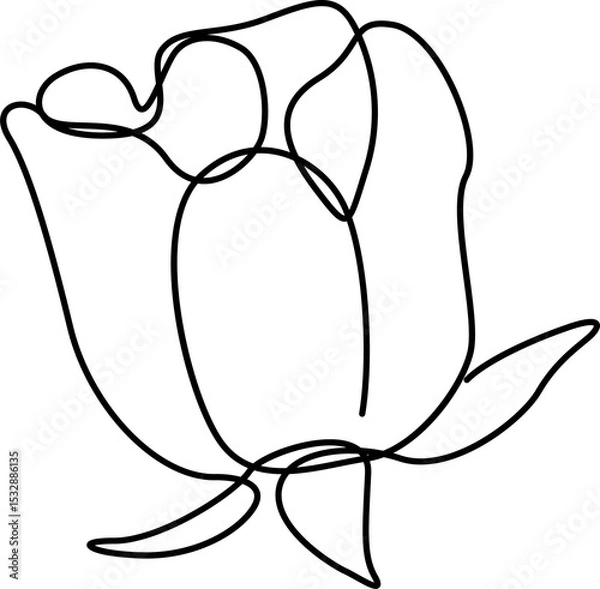 Fototapeta Stylized line art tulip is showing overlapping curved petals  and  two leaves on transparent backgro
