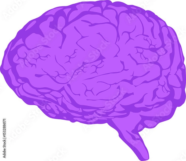 Fototapeta Purple-toned brain artwork is showing cortex grooves from side view, transparent background